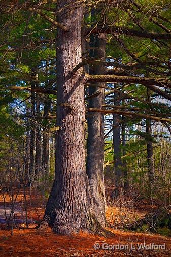 Two Big Ol' Pines_14934.jpg - Photographed at Ottawa, Ontario - the capital of Canada.